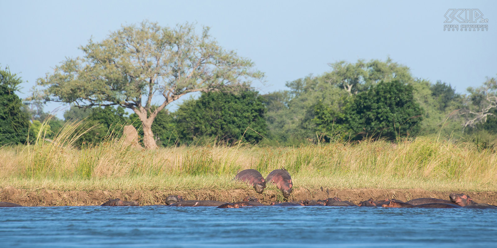 Lower Zambezi - Mana Pools - Nijlpaarden Toen we aan de Zimbabwaanse kant het Mana Pools national park bereikt hadden, zagen we meer zoogdieren zoals impala’s en olifanten en natuurlijk waren er nog steeds heel veel nijlpaarden. Stefan Cruysberghs